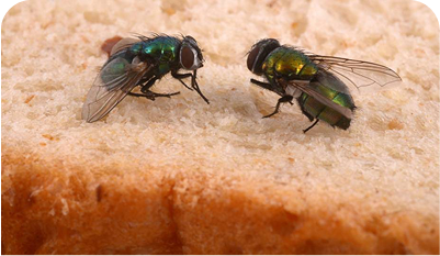 What makes our fly control stand out