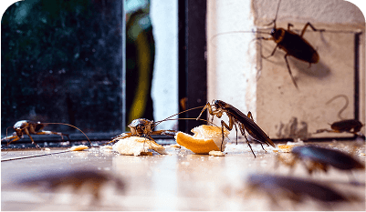Seasonal tips to protect against pests during the festive season