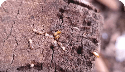 4 things you need to know about termites