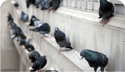 Four reasons why you need to take care of that bird problem