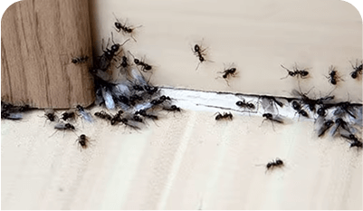 Ant control methods for indoor areas