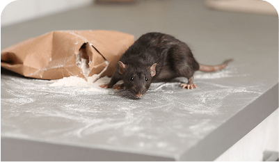 The important step often overlooked in rodent control